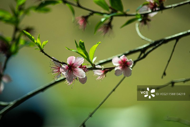 桃之夭夭图片素材