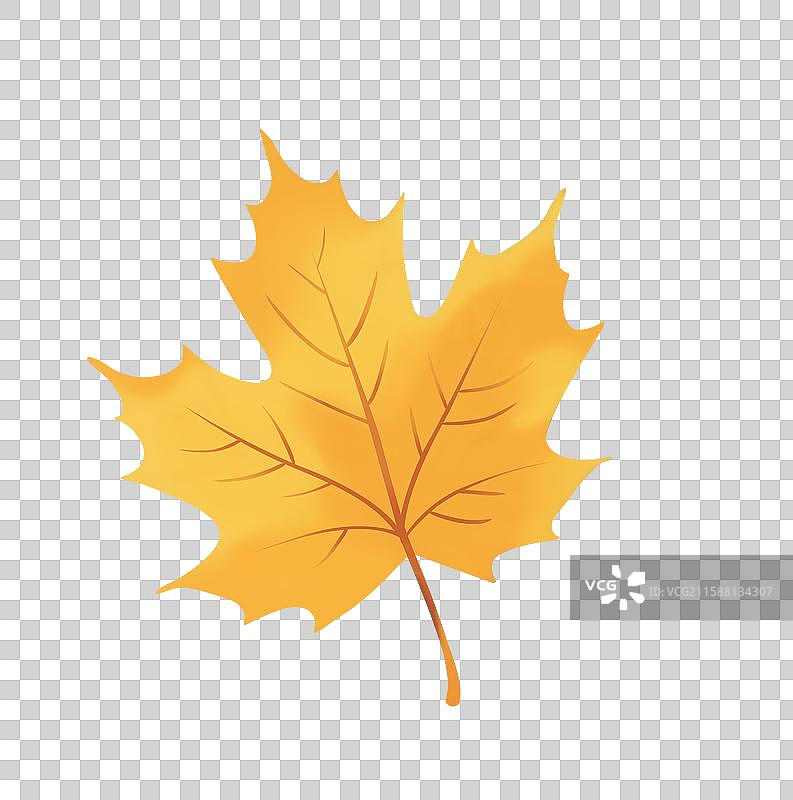 秋天的枫叶图片素材