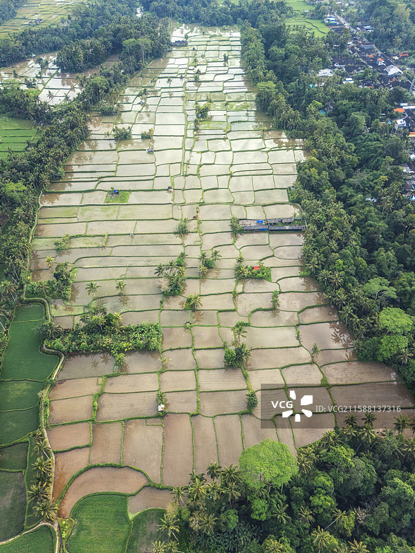 印尼巴厘岛乡村水稻田图片素材
