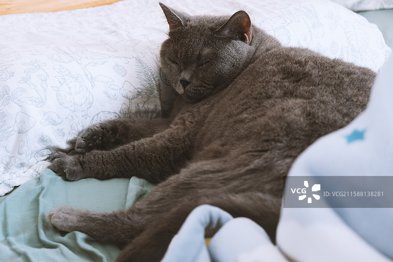 英国短毛蓝猫趴在主人的卧室床上睡觉图片素材