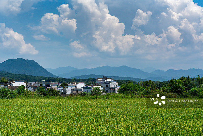 黄山黟县稻田与村落图片素材