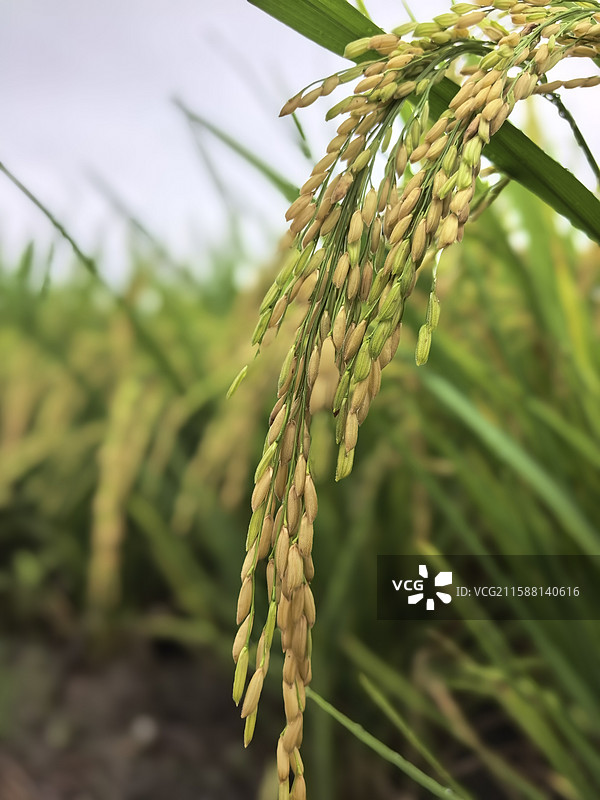 秋实-1图片素材