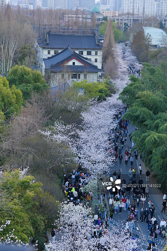 春天鸡鸣寺南京樱花大道盛开的樱花和赏樱的人群图片素材