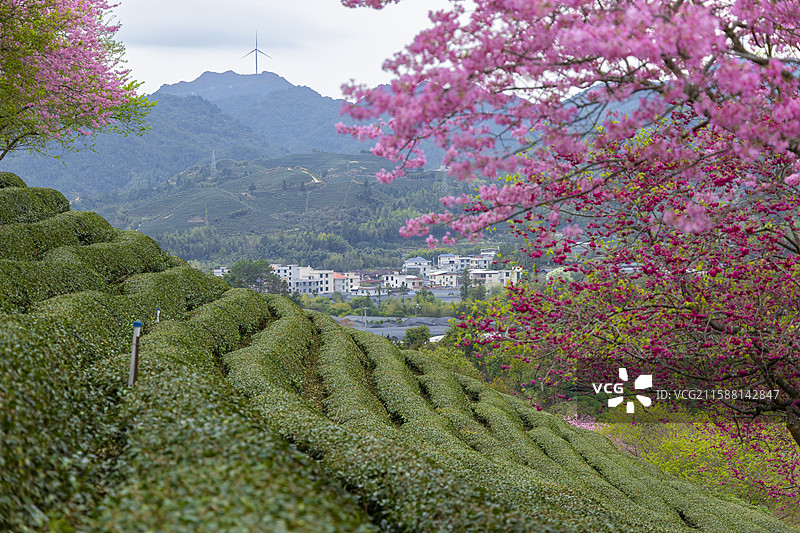 龙岩永福樱花图片素材
