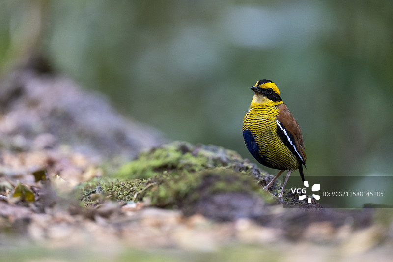 蓝尾八色鸫图片素材