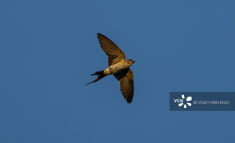 沐浴在晨光下，愉快飞行的金腰燕图片素材