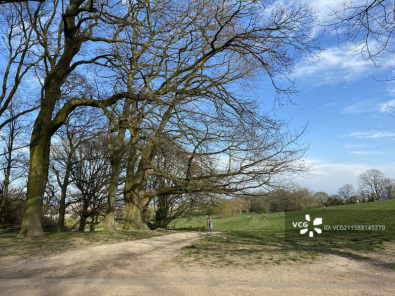 树和天空图片素材