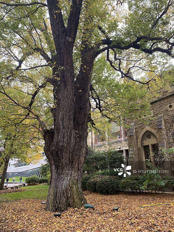 墨尔本大学 风景图片素材