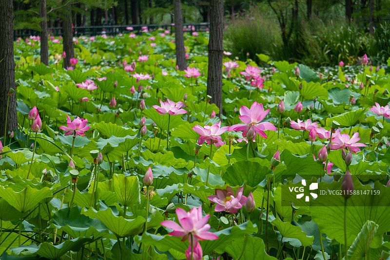 鱼鸟河湿地公园-荷花塘图片素材
