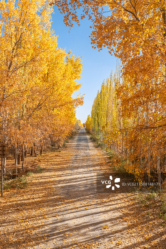 秋天树林里的公路图片素材