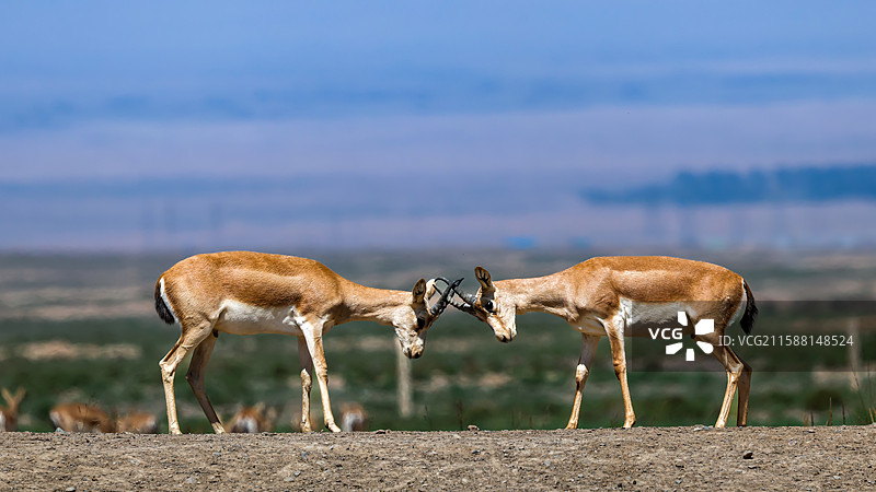 国家二级保护动物鹅喉羚图片素材