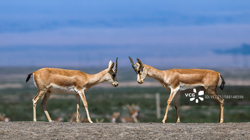 国家二级保护动物鹅喉羚图片素材