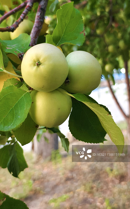 果园里的苹果树图片素材