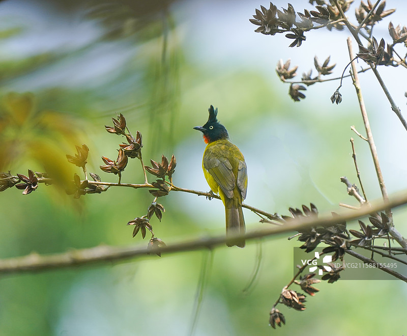 火喉鹎图片素材