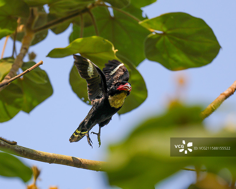 暗阔嘴鸟图片素材