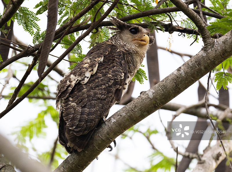 林雕鸮图片素材