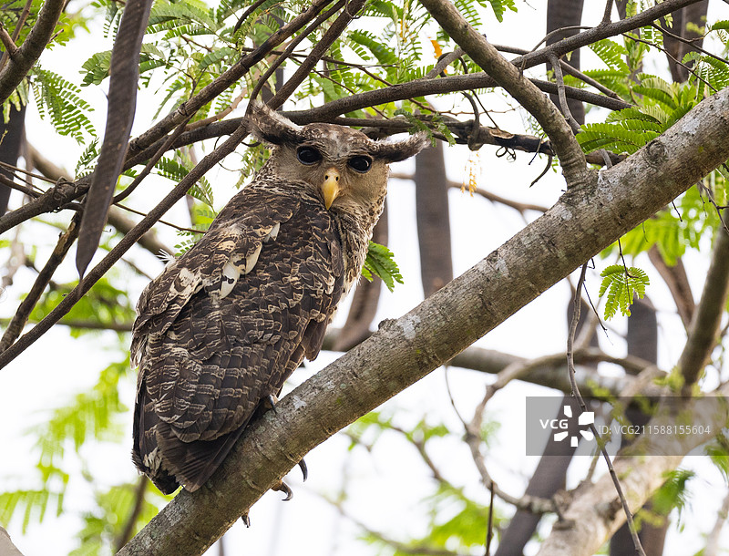 林雕鸮图片素材