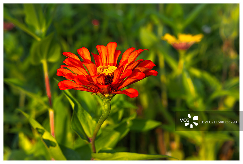 晨曦下的小花 在舟山千步沙，晨曦下的小花还是郁郁葱葱。图片素材