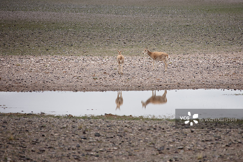 国家二级保护动物鹅喉羚图片素材