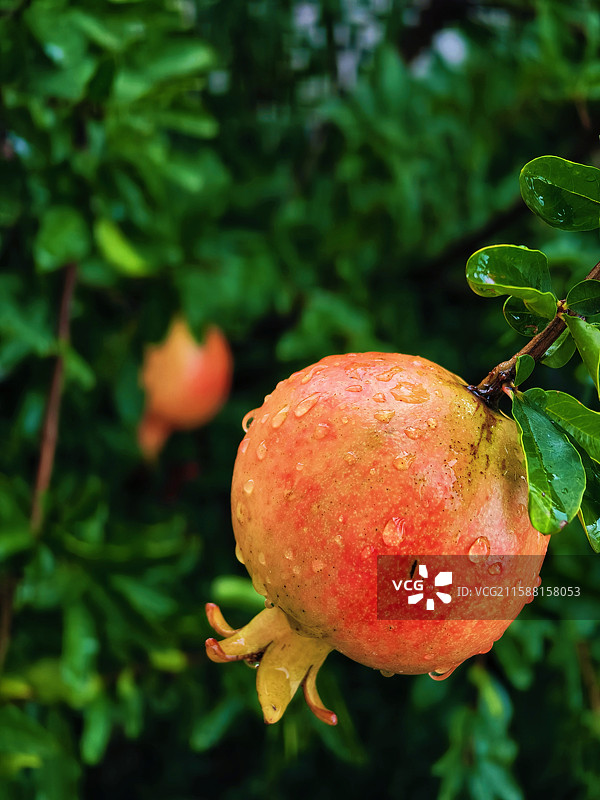 石榴树上的水淋淋的鲜嫩石榴图片素材