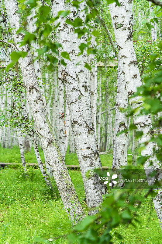 额尔古纳市白桦林景区夏季白桦树图片素材