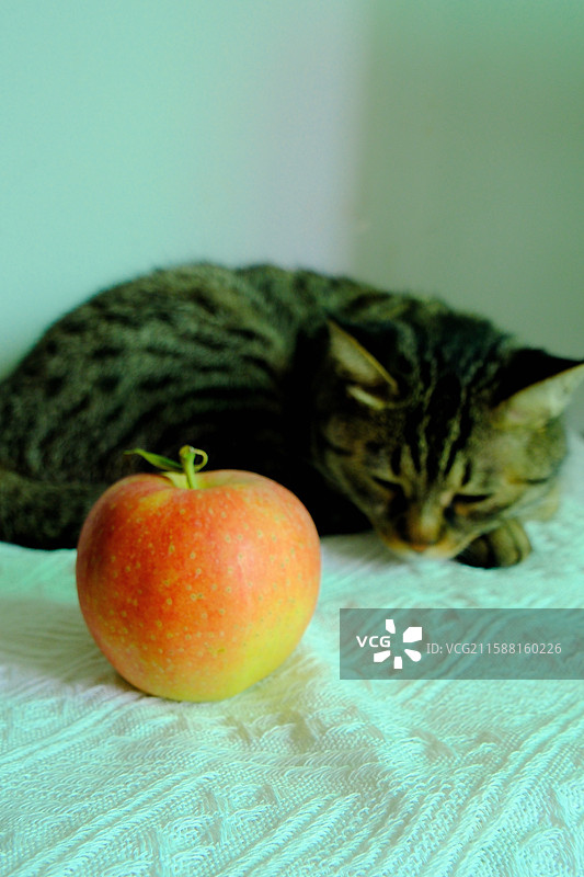 白色背景下坐着趴着站着打瞌睡。张大嘴打哈欠的斑纹猫狸花猫和红苹果。宠物肖像头像设计素材图片素材
