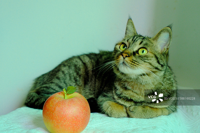 白色背景下坐着趴着站着打瞌睡。张大嘴打哈欠的斑纹猫狸花猫和红苹果。宠物肖像头像设计素材图片素材