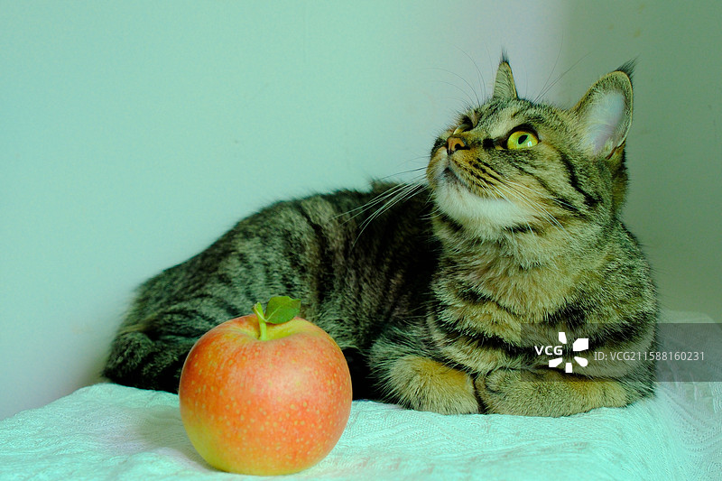白色背景下坐着趴着站着打瞌睡。张大嘴打哈欠的斑纹猫狸花猫和红苹果。宠物肖像头像设计素材图片素材