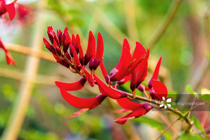 豆科刺桐属植物——龙牙花图片素材