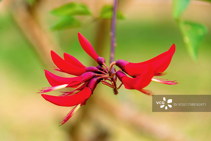 豆科刺桐属植物——龙牙花图片素材
