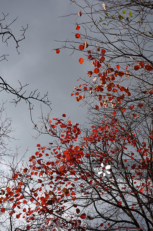 陕西省铜川市耀州区照金镇薛家寨革命旧址秋景图片素材