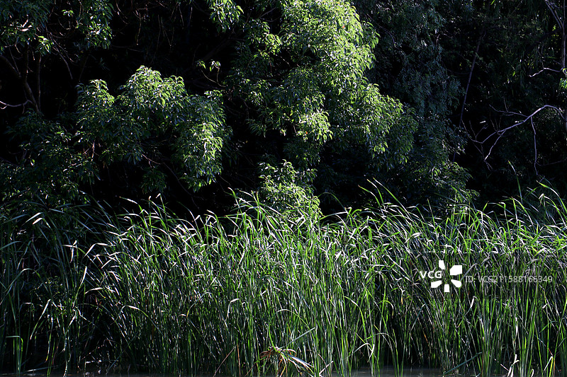 深浅绿意叠光影图片素材
