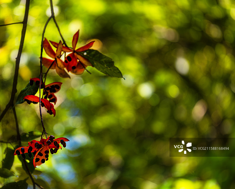 假苹婆图片素材