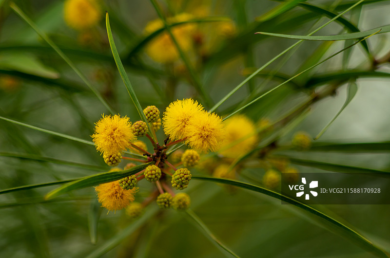 台湾相思树图片图片素材