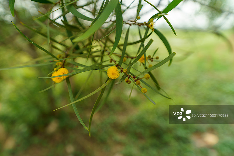 台湾相思树图片图片素材