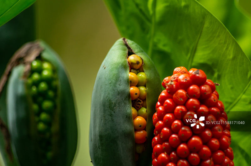 海芋，滴水观音、狼毒、天芋、观音莲、羞天草图片素材