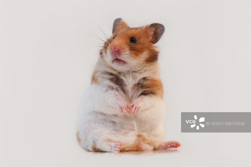 小宠异宠经济短毛虎纹金丝熊仓鼠坐姿纯色背景特写图片素材