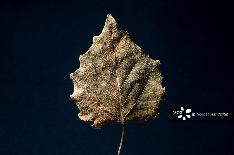 黑色背景下的干叶特写镜头，杨树叶，植物自然生态，秋天立秋秋分，静物特写图片素材