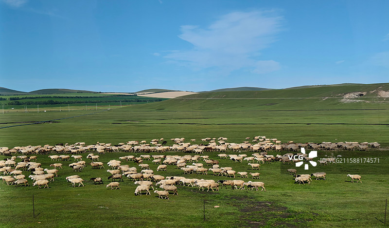 呼伦贝尔大草原羊群图片素材