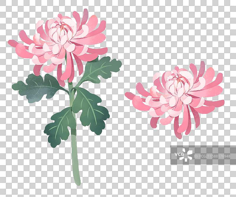 中国传统节日中秋节插画元素粉色菊花图片素材