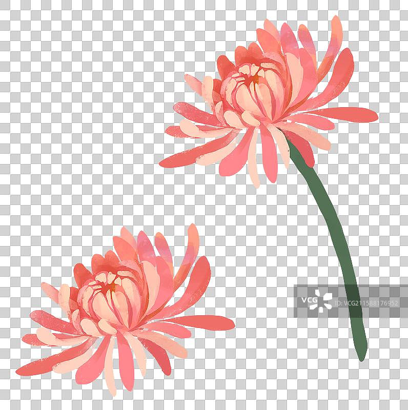 中国传统节日中秋节插画元素粉色菊花图片素材