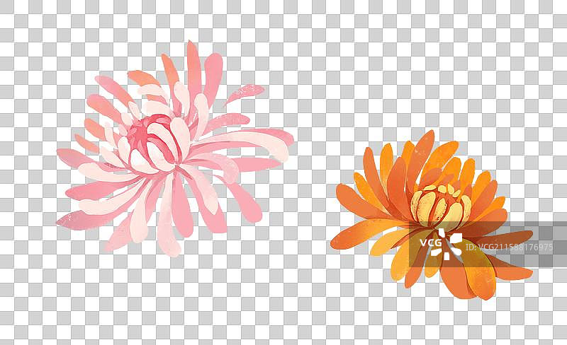 中国传统节日中秋节插画元素菊花图片素材