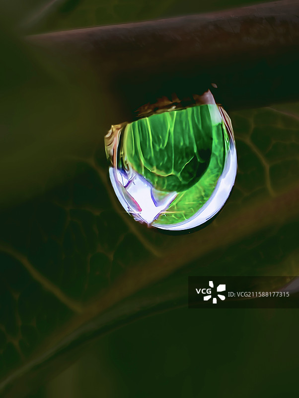 《水珠里的绿意世界》图片素材