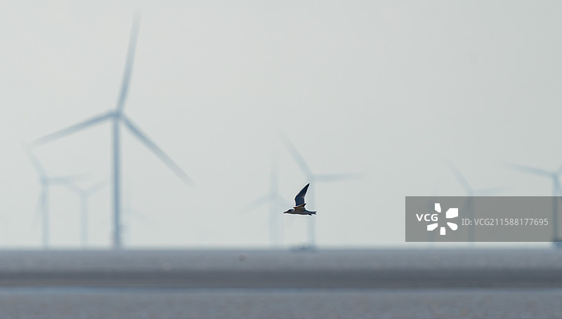 还是风车与海鸥图片素材