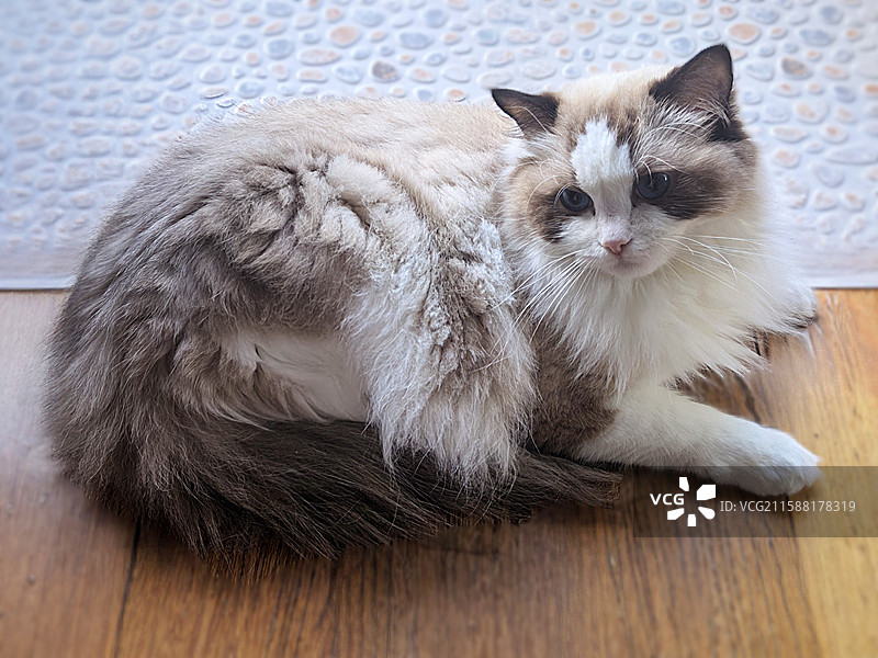 趴在地板上的可爱宠物猫咪 布偶猫图片素材