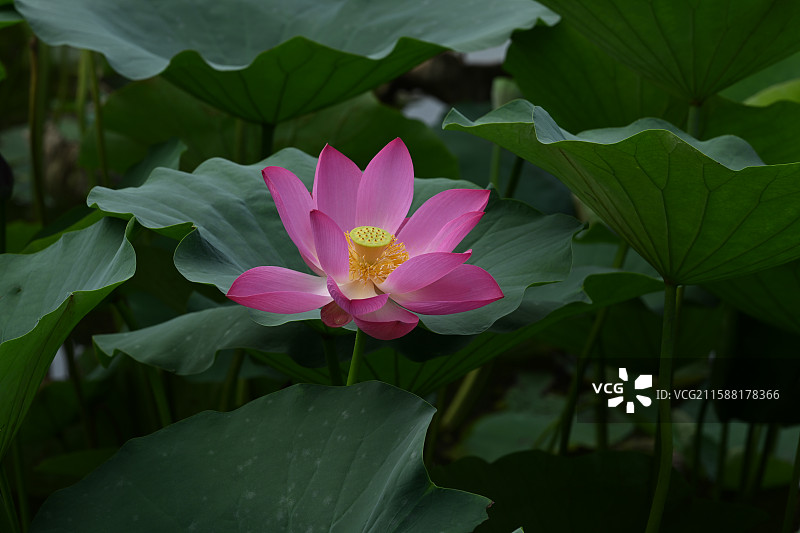 夏末秋初的荷花图片素材