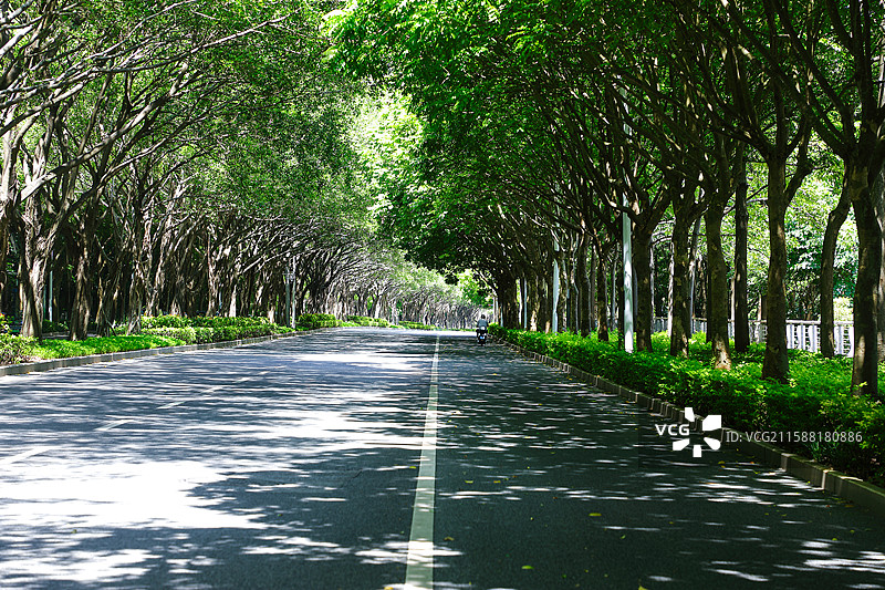 夏日林荫道路图片素材
