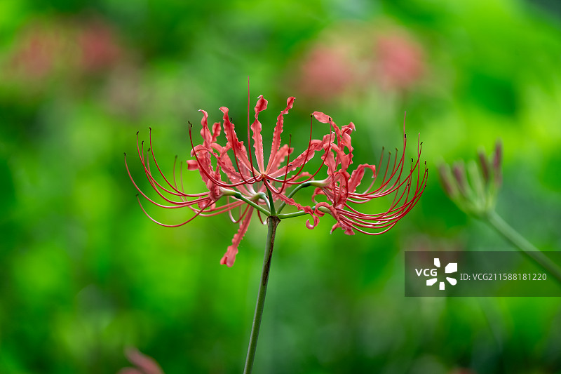 成都青龙湖湿地公园内彼岸花悄然绽放 成秋日浪漫新景 又称曼珠沙华 石蒜 老鸦蒜 龙爪花 两生花图片素材