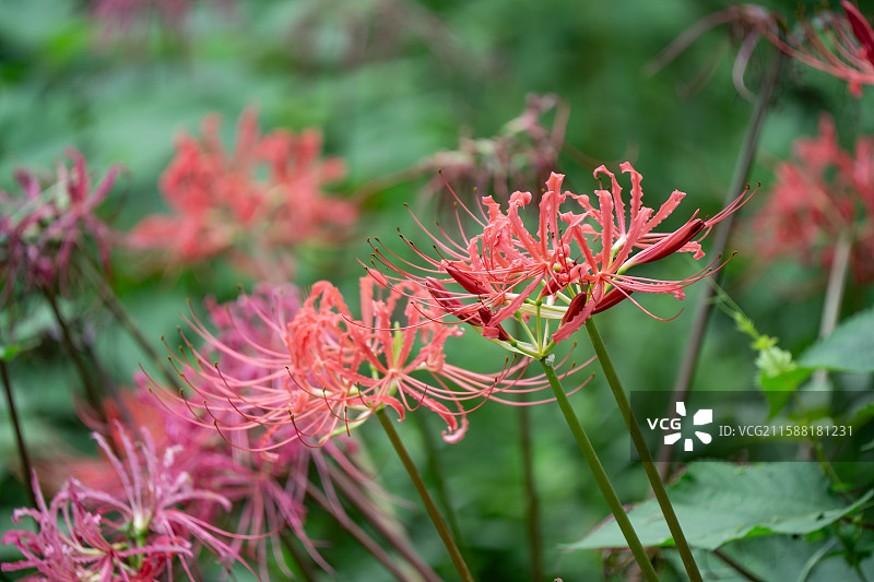 成都青龙湖湿地公园内彼岸花悄然绽放 成秋日浪漫新景 又称曼珠沙华 石蒜 老鸦蒜 龙爪花 两生花图片素材