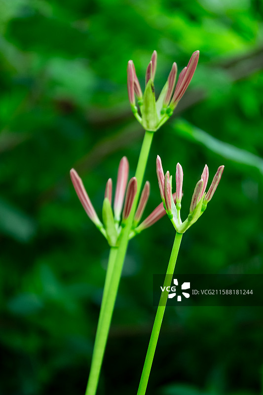 成都青龙湖湿地公园内彼岸花悄然绽放 成秋日浪漫新景 又称曼珠沙华 石蒜 老鸦蒜 龙爪花 两生花图片素材